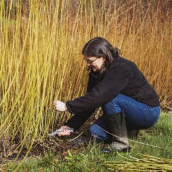 Sarah of Hatton Willow cutting willow for her baskets. Hatton Willow is an exhibitor at CraftWorks